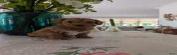 Maltipoo honden te koop: Maltipoo pups - Advertentie 12