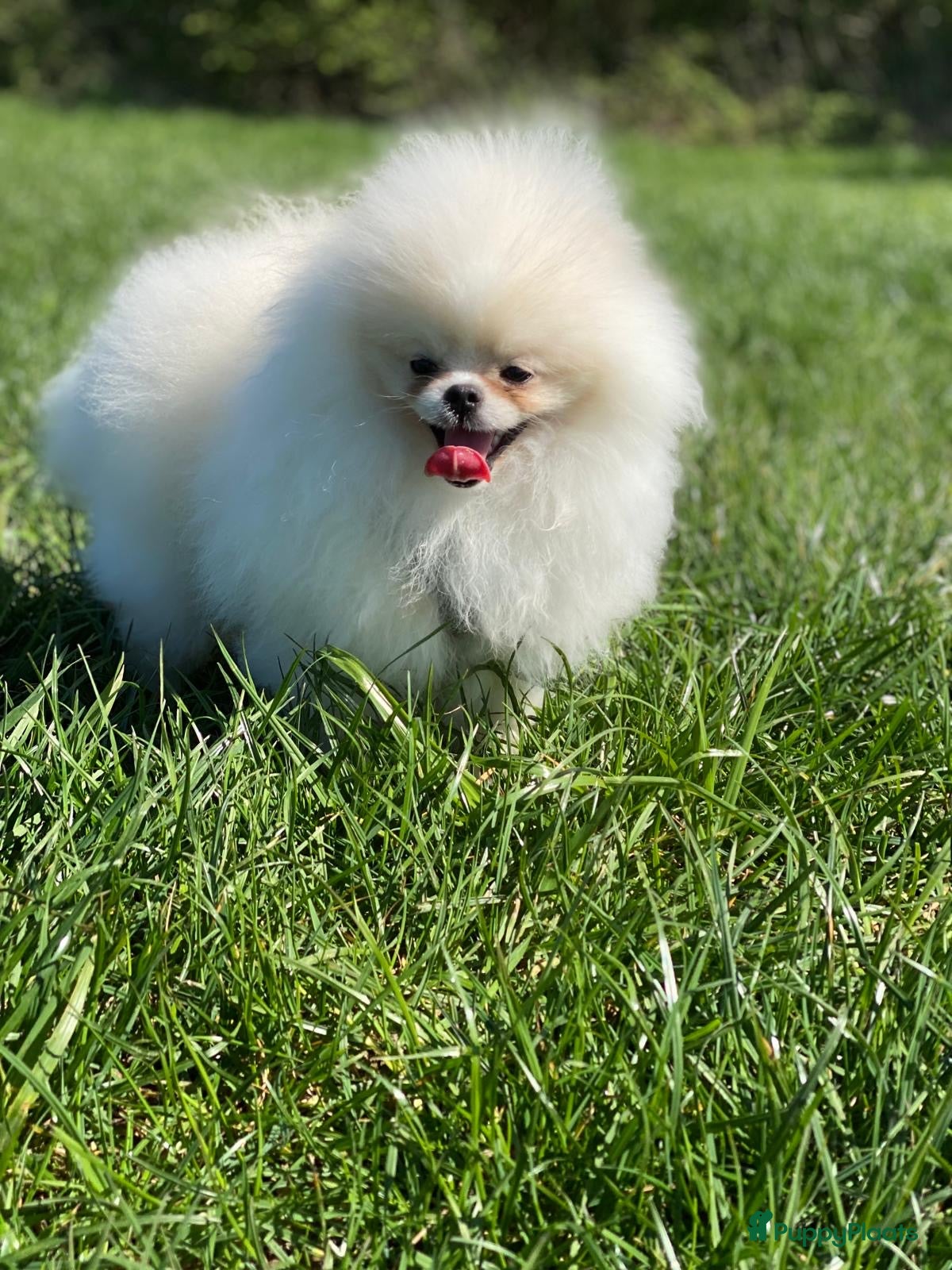 Pomeriaan honden Pomeranian❤️❤️ - Advertentie 1