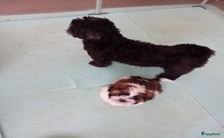 Shih Tzu honden - Advertentie 6