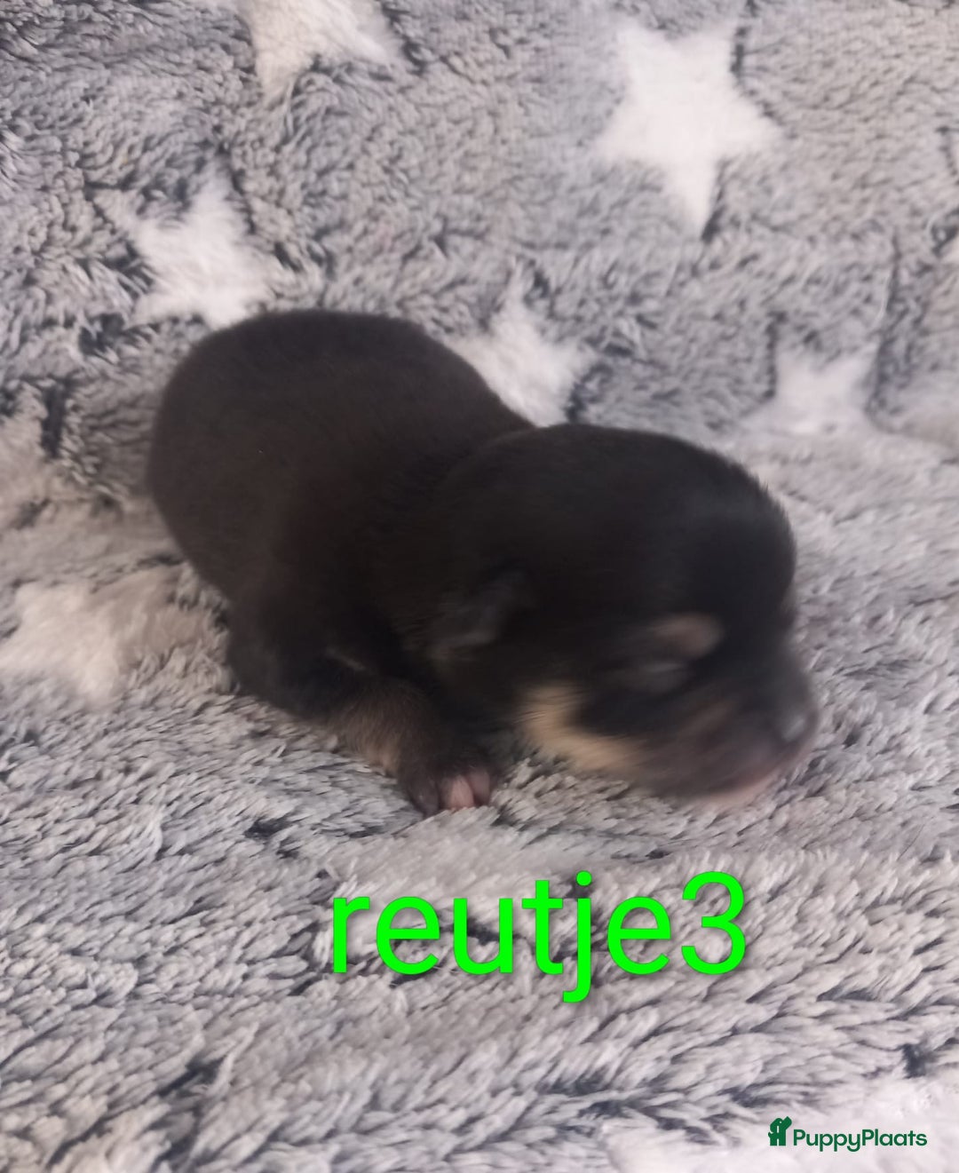 Chihuahua honden te koop: Raszuivere chihuahua pups - Advertentie 9