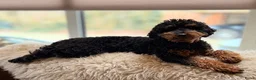 Australian Labradoodle honden te koop: Sproodle pups F1BB multigen  - Advertentie 24