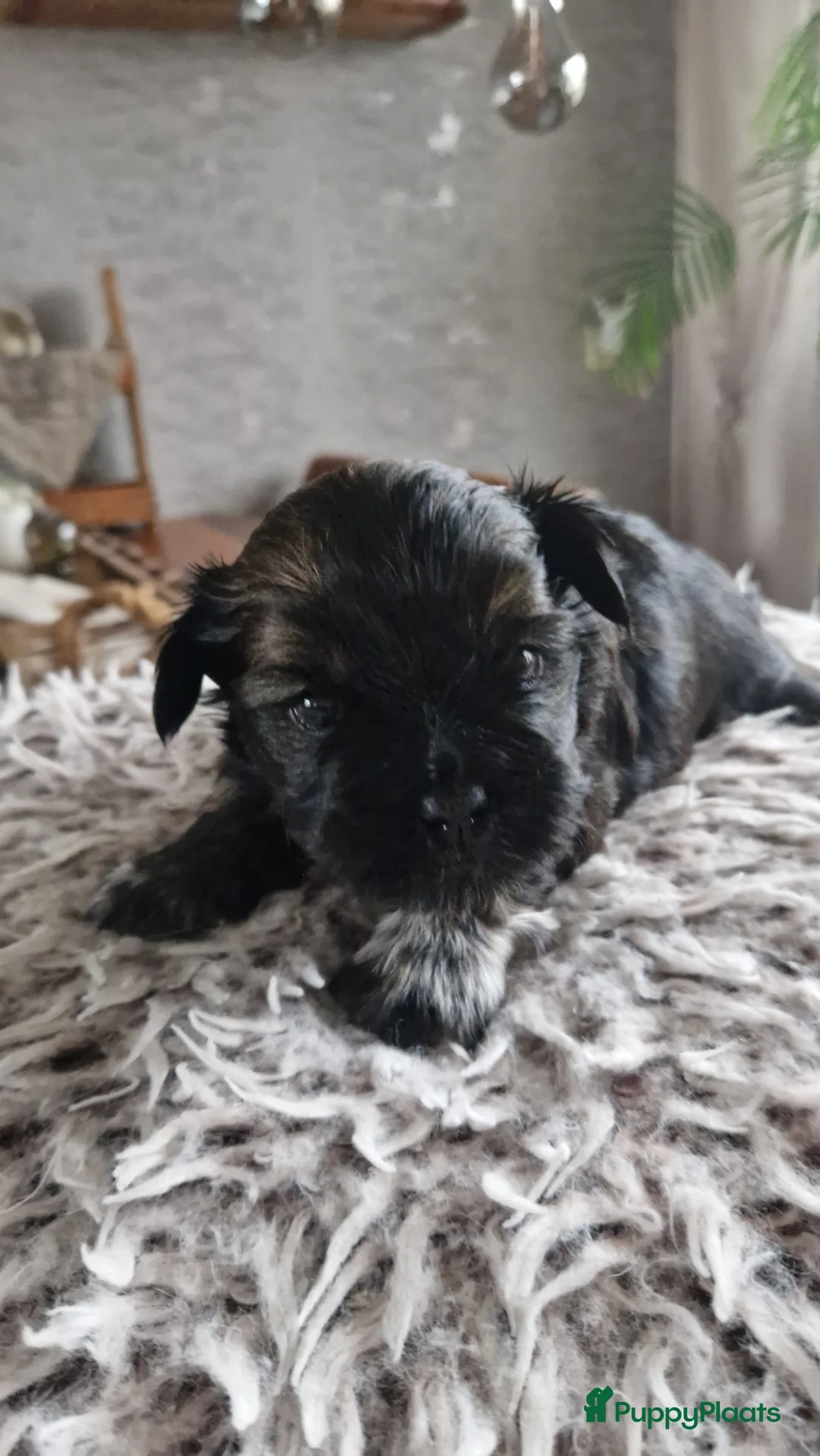 Shih Tzu honden te koop: Mooie shih tzu pups - Advertentie 18