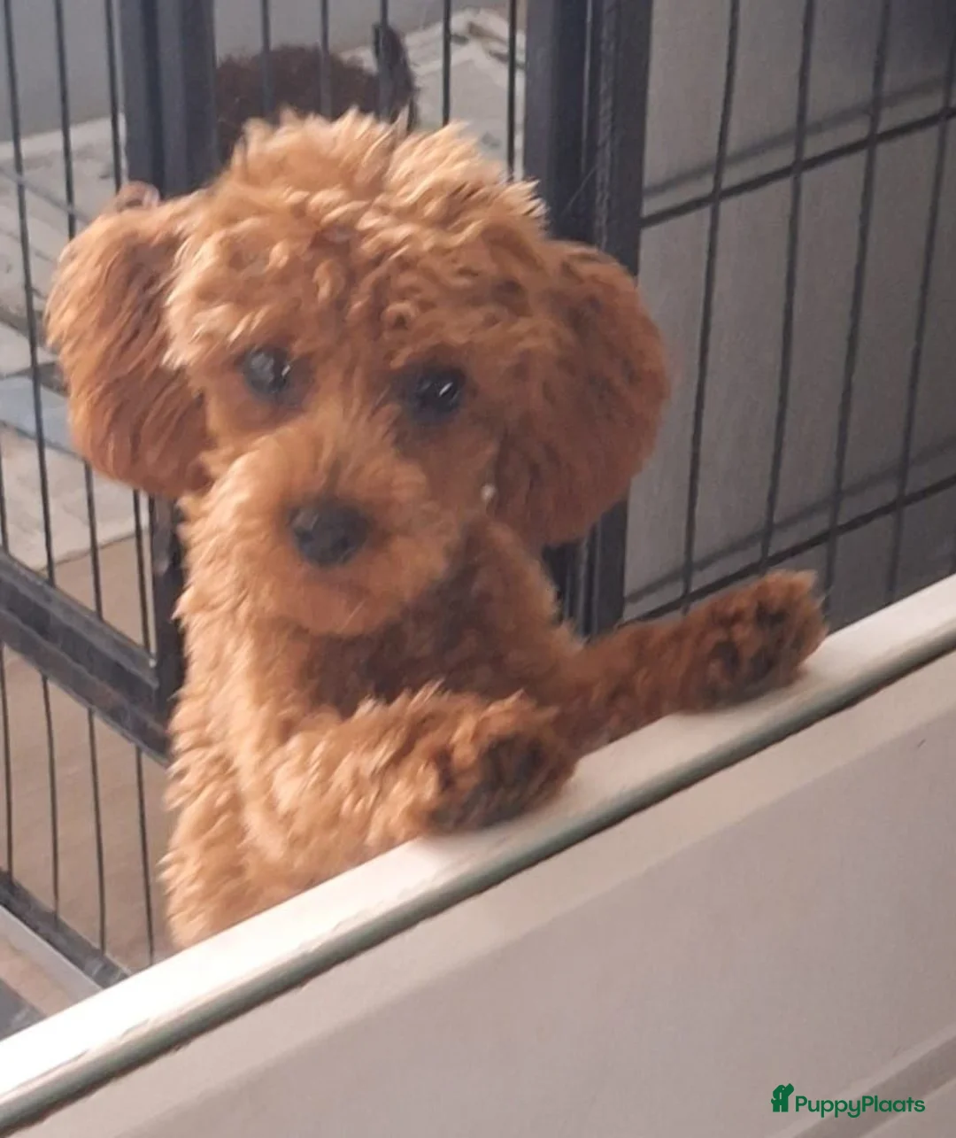 Kruising honden te koop: Pomapoos verwacht eind augustus - Advertentie 2