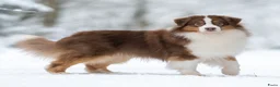 Australian Shepherd honden te koop: Australian shepherd pups - Advertentie 3