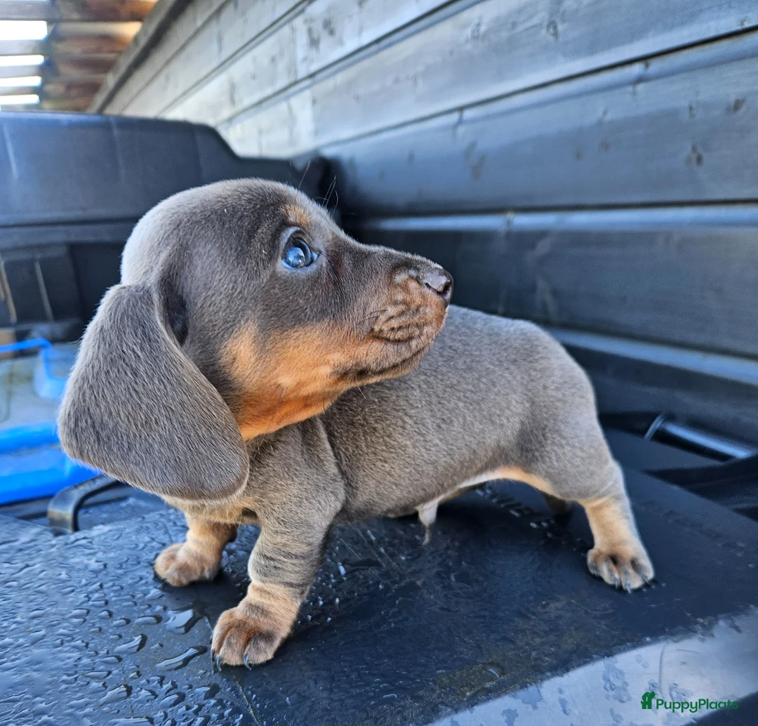 Kruising honden te koop: JURRE mag verhuizen 🩵🩵 - Advertentie 11