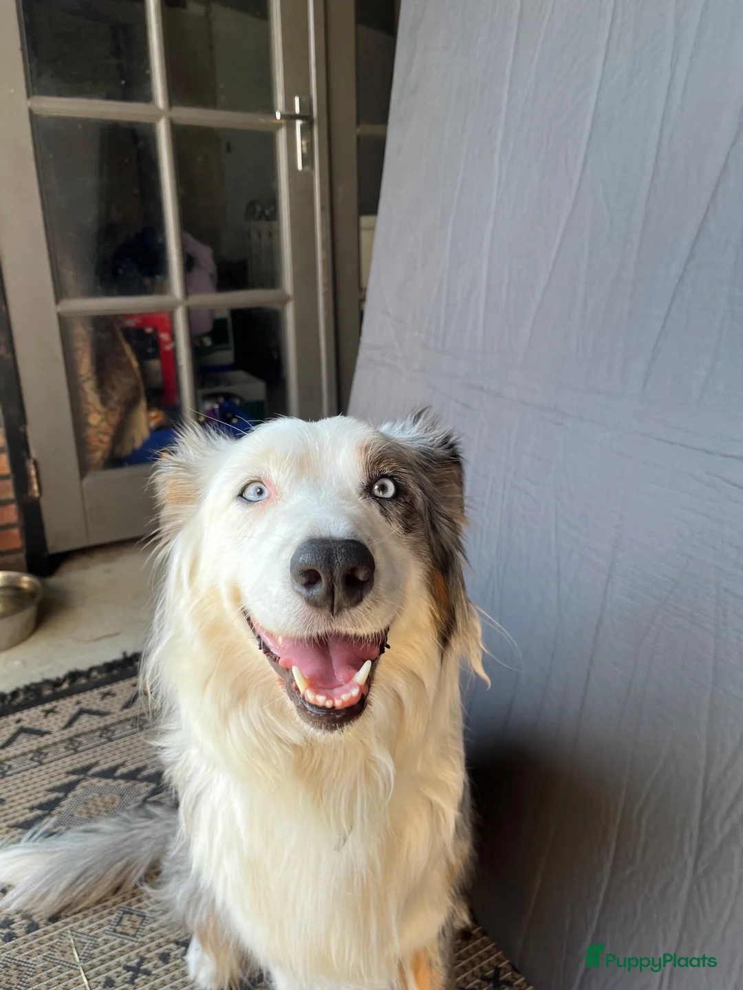 Australian Shepherd honden te koop: Austrailian shepherd pups  - Advertentie 1