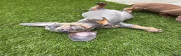 Teckel (korthaar)  honden te koop: Kaninchen x dwerg teckel - Advertentie 10