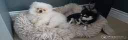 Keeshond honden ter dekking: Dekrue pomeranian in Beverwijk - Advertentie 1