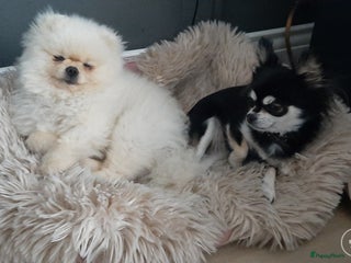 Keeshond honden in Beverwijk - Advertentie 40