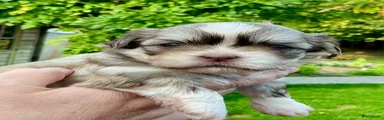 Boomer 7