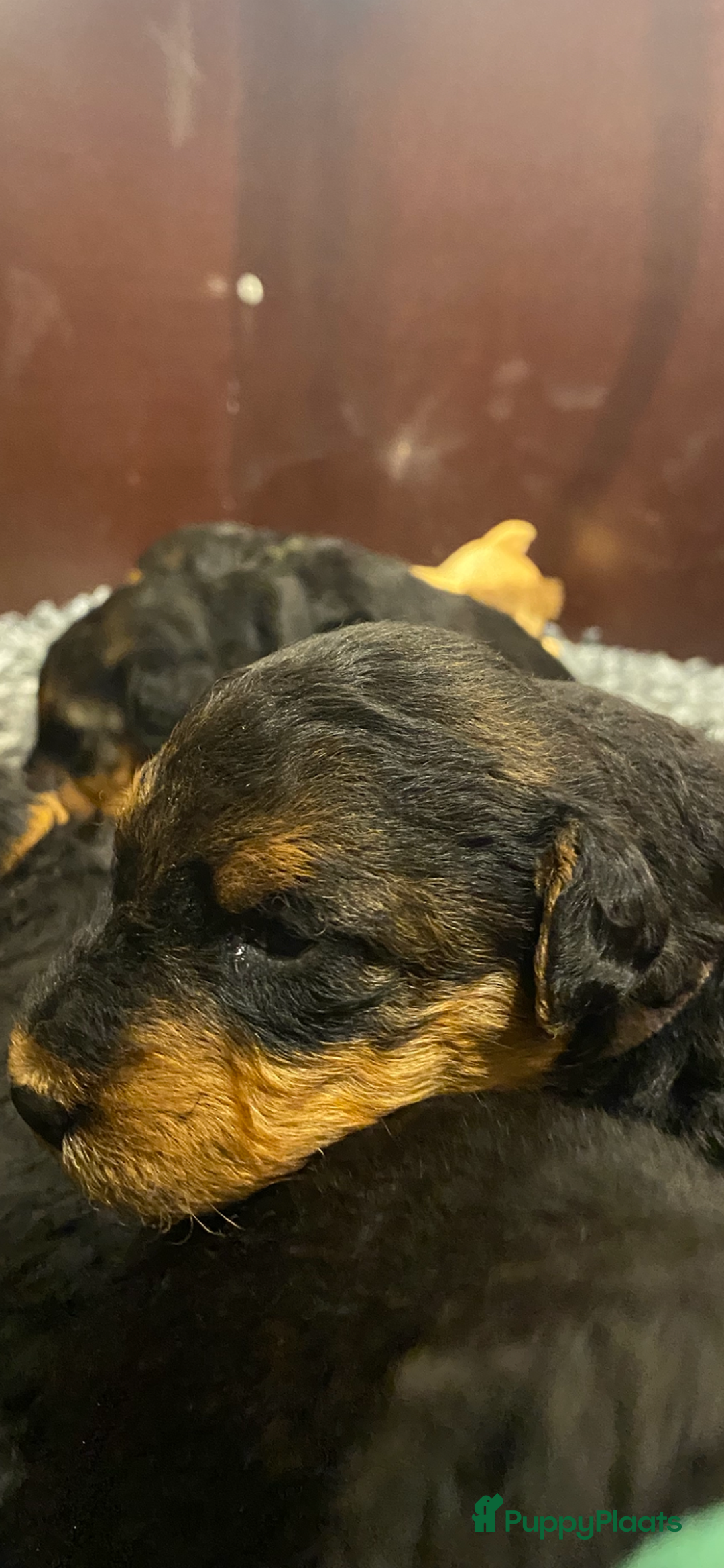 Airedale Terriër honden te koop: Airedale terriër pups  - Advertentie 4