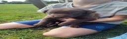 Kruising honden te koop: labrador x bordercollie pups - Advertentie 6