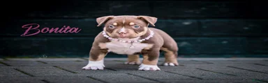 Amerikaanse Bully Puppy 4