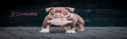 Amerikaanse Bully honden te koop: Amerikaanse pocket bully teefjes  - Advertentie 24