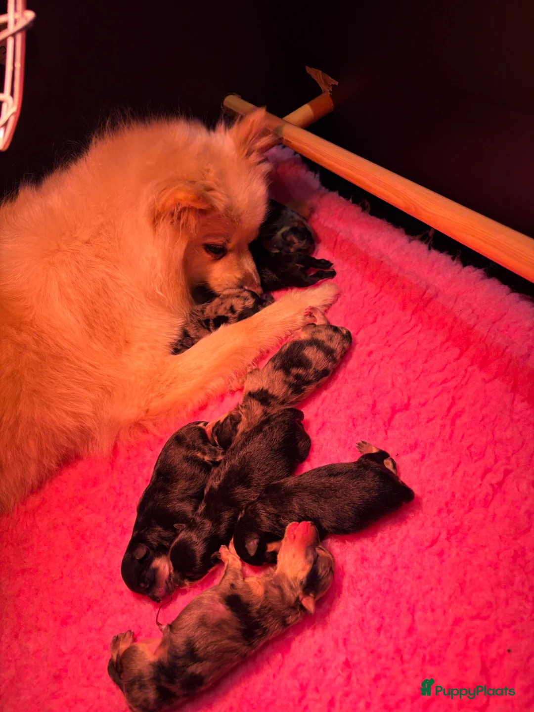 Kruising honden te koop: Laatste 2 pomeriaan pups mogen verhuizen - Advertentie 7