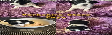 Yorkshire Terriër Puppy 3