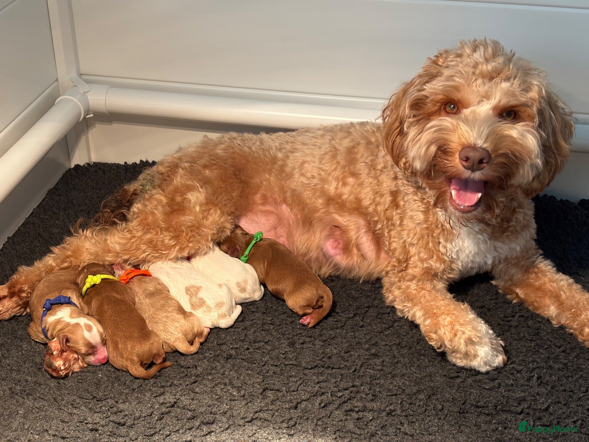 Australian Labradoodle honden Lieve en knappe australian labradoodle pups - Advertentie 2