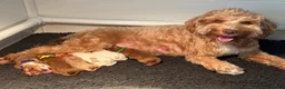 Australian Labradoodle honden te koop: Lieve en knappe australian labradoodle pups - Advertentie 1
