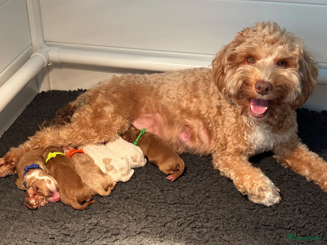 Australian Labradoodle honden te koop: Lieve en knappe australian labradoodle pups - Advertentie 1