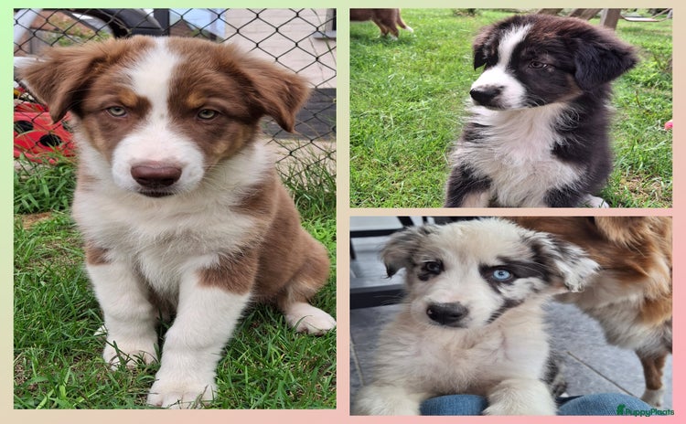 Australian Shepherd honden - Advertentie 2