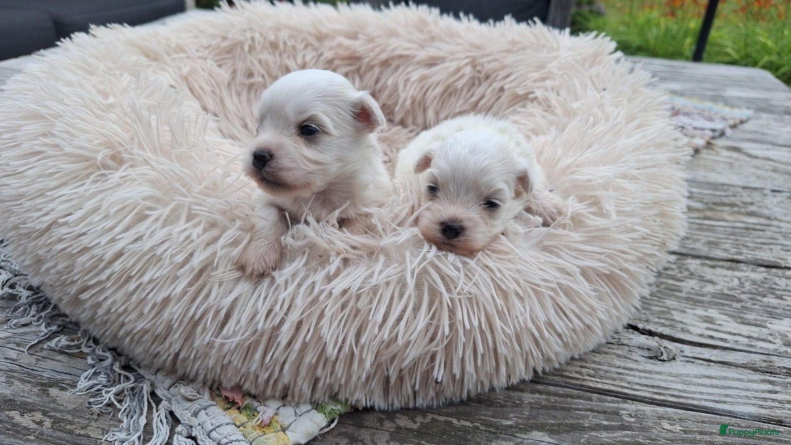 Maltezer honden Mini maltezer leeuwtjes. Vader en moeder aanwezig. - Advertentie 9