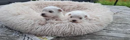 Maltezer honden te koop: Mini maltezer leeuwtjes. Vader en moeder aanwezig. - Advertentie 1