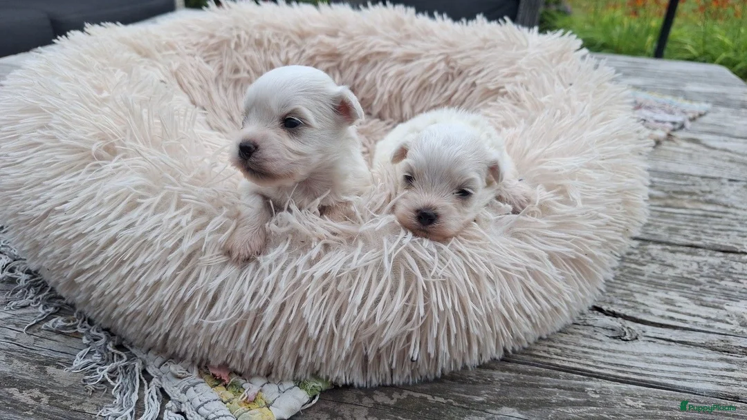 Maltezer honden te koop: Mini maltezer leeuwtjes. Vader en moeder aanwezig. - Advertentie 1