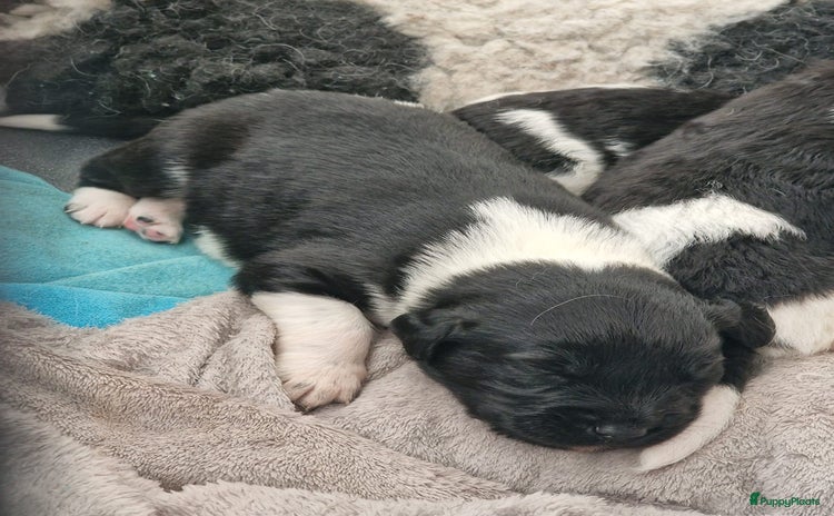 Friese Stabij honden - Advertentie 5