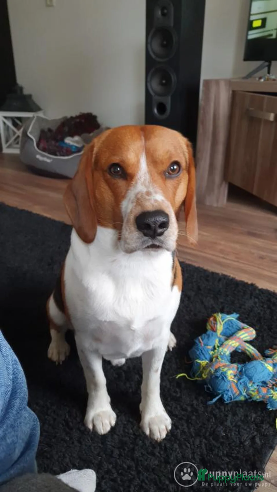 Beagle honden ter dekking: Mooie ras zuiver beagle in Groningen - Advertentie 3