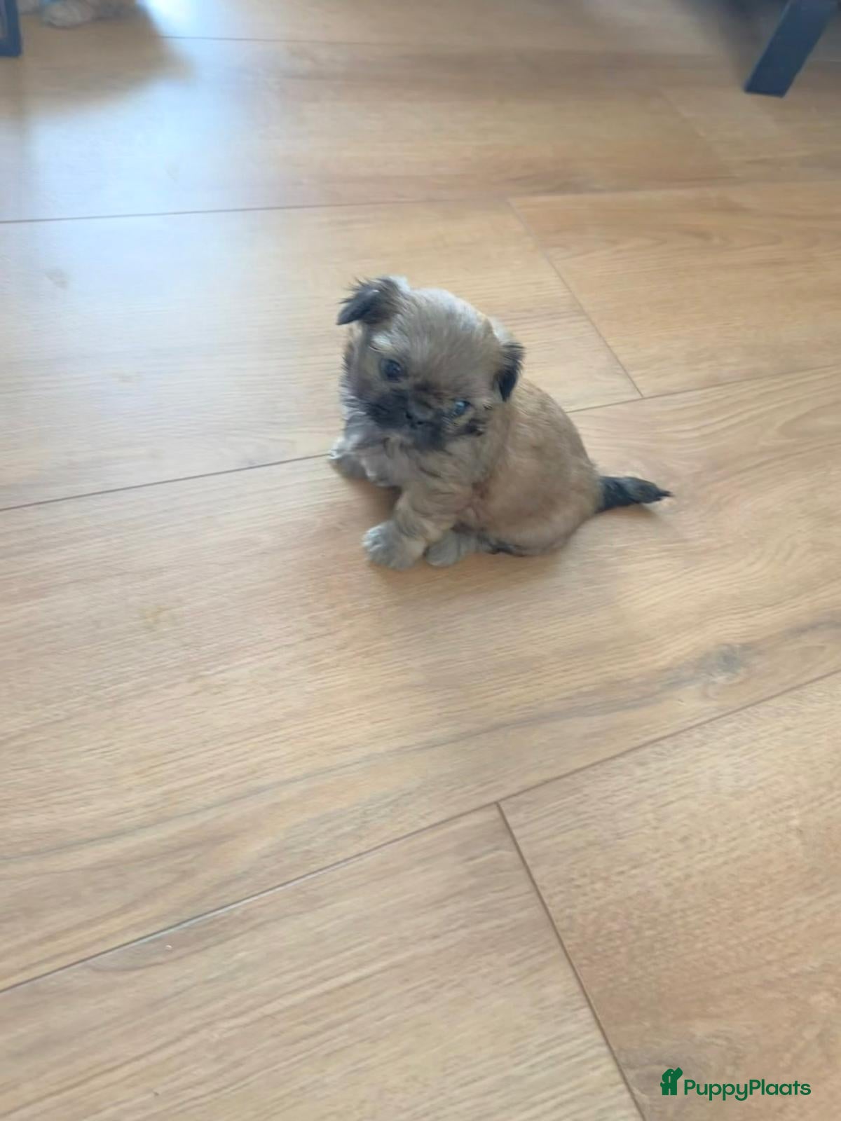Shih Tzu honden Prachtige Shih Tzu pups - Advertentie 1