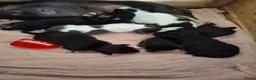 Chihuahua honden te koop: Chihuahua - Advertentie 3