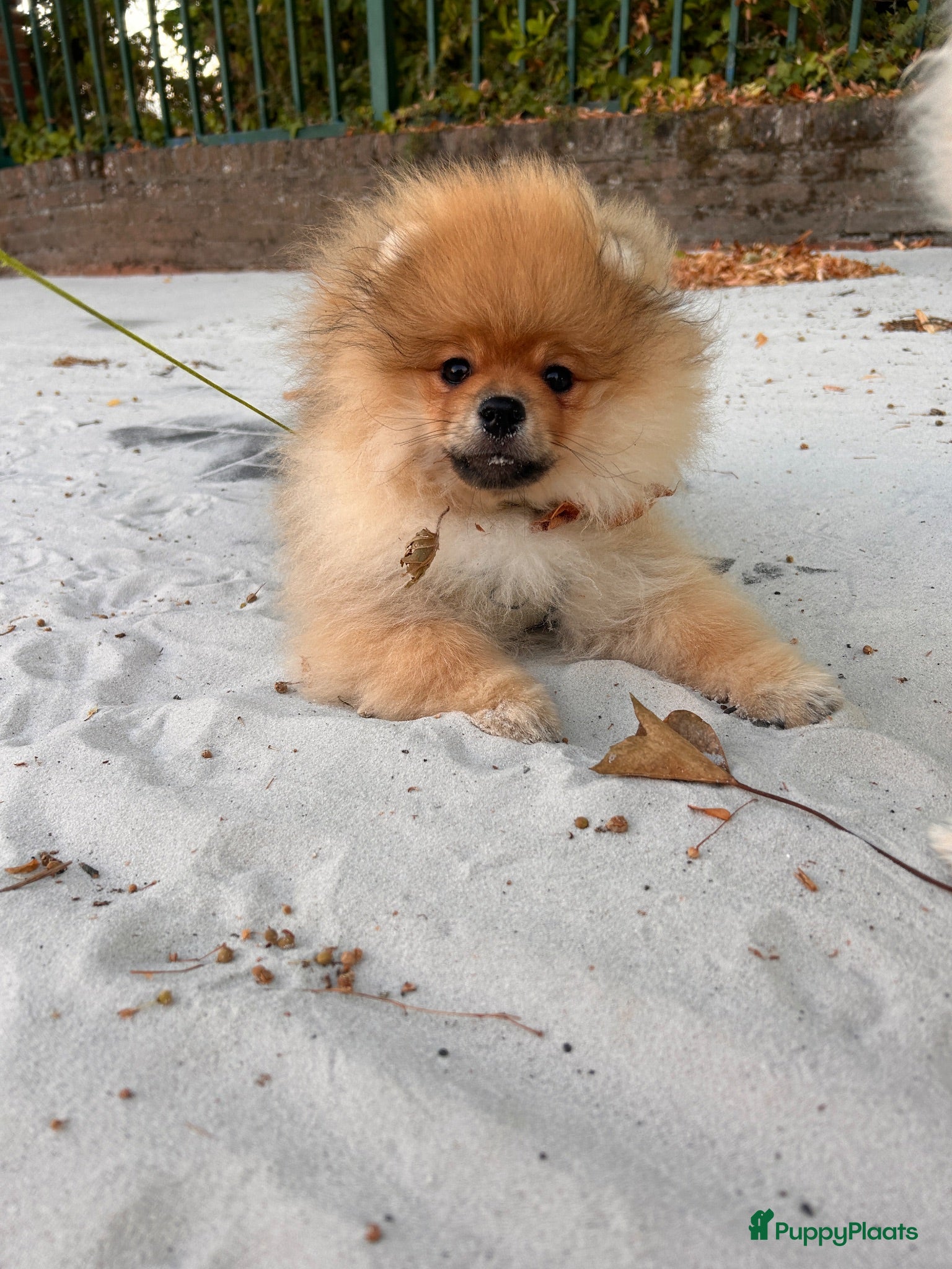 Pomeriaan honden 🌺Pomeranian 100 %🌺 - Advertentie 1