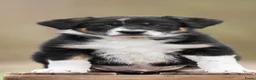 Border Collie honden te koop: Border collie Reutje met fci stamboom - Advertentie 2