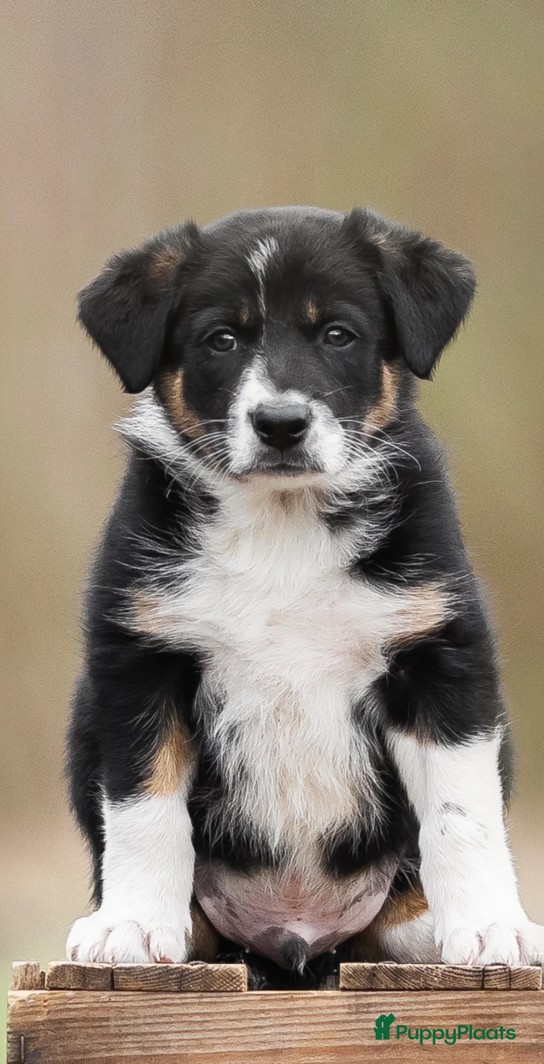 Border Collie honden te koop: Border collie Reutje met fci stamboom - Advertentie 2