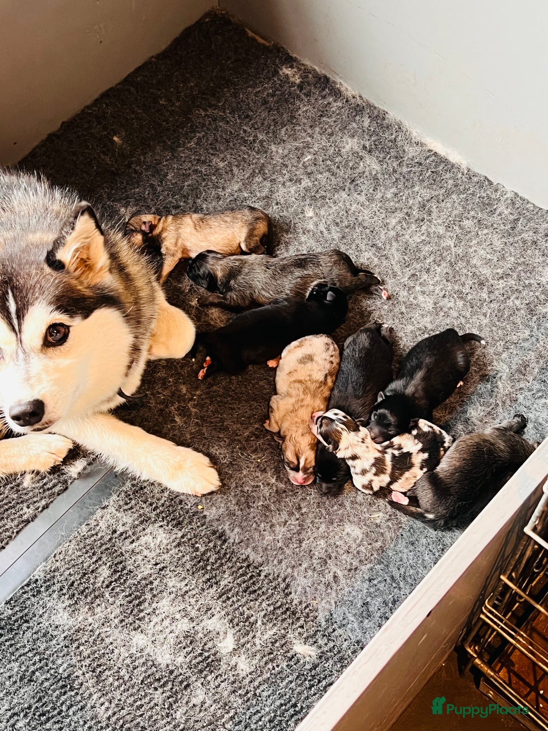 Pomsky honden te koop: Pomsky pups  - Advertentie 4