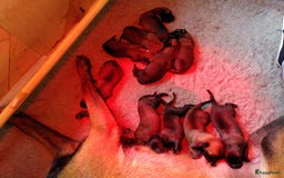 Mechelse Herder honden te koop: Puppy's Mechelse herder - mogen naar nieuw huisje - Afbeelding 30