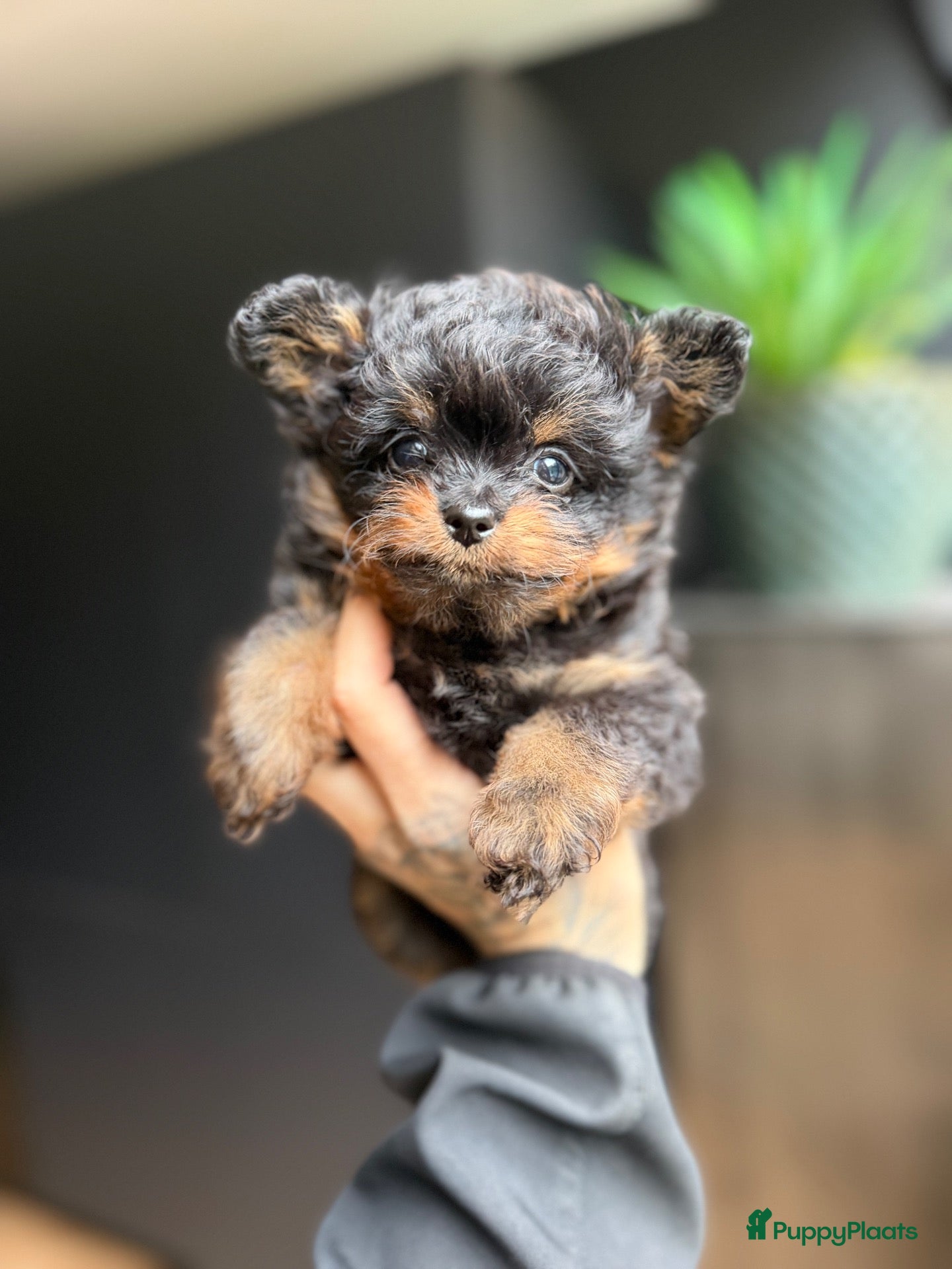 Kruising honden te koop: Prachtige kleine pomapoo - Advertentie 1