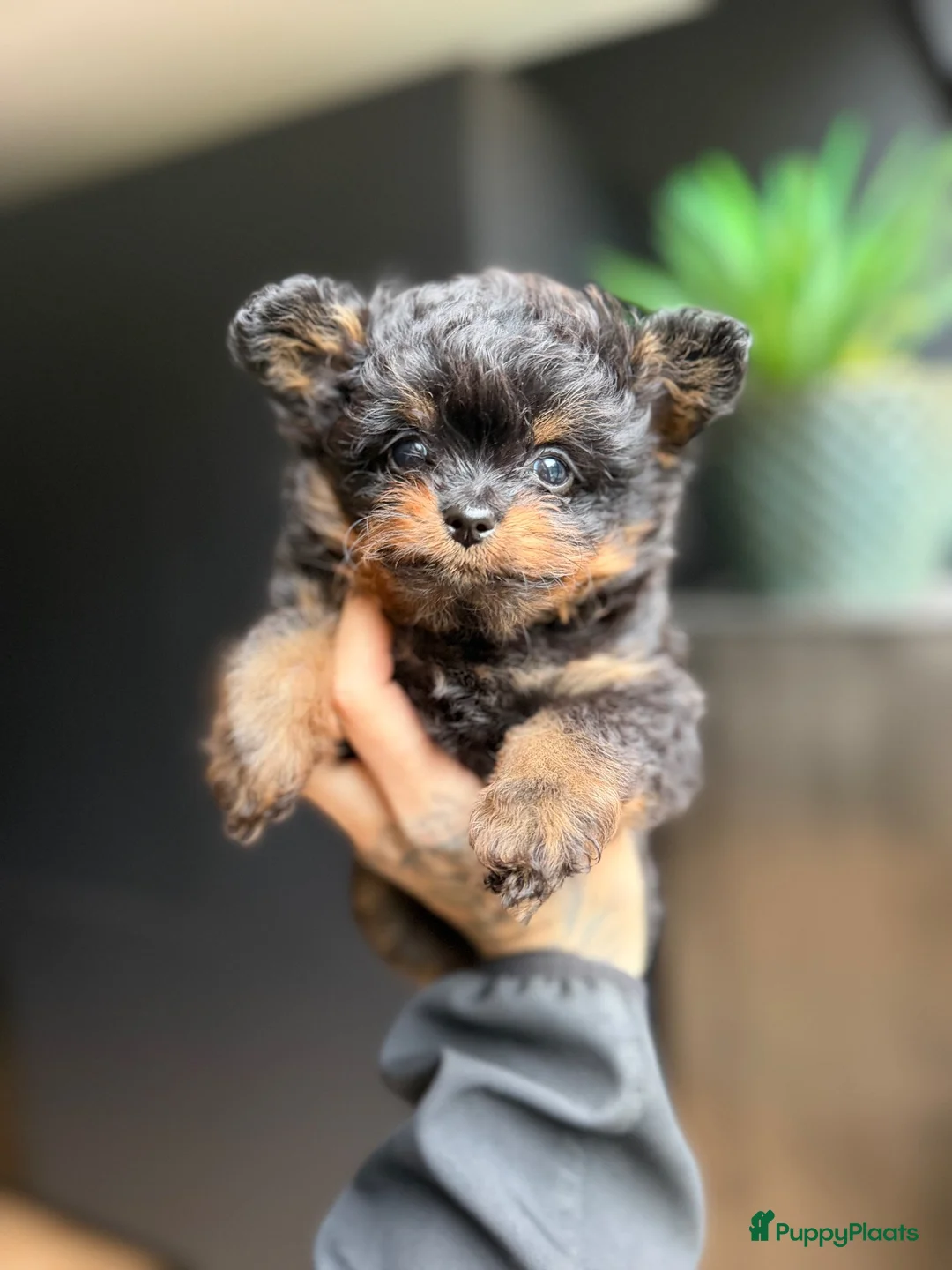 Kruising honden te koop: Prachtige kleine pomapoo - Advertentie 1
