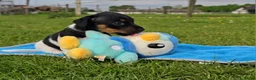 Jack Russel Terriër honden te koop: Met filmpjes! 3 Prachtige Jack Russell puppy's 🐶 - Advertentie 16