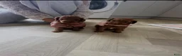 Poedel Toy honden te koop: Toy poedel pupjes klaar voor warme mandje. - Advertentie 8