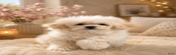 Maltipoo honden te koop: Mini maltipoo teefjes puber - Advertentie 6