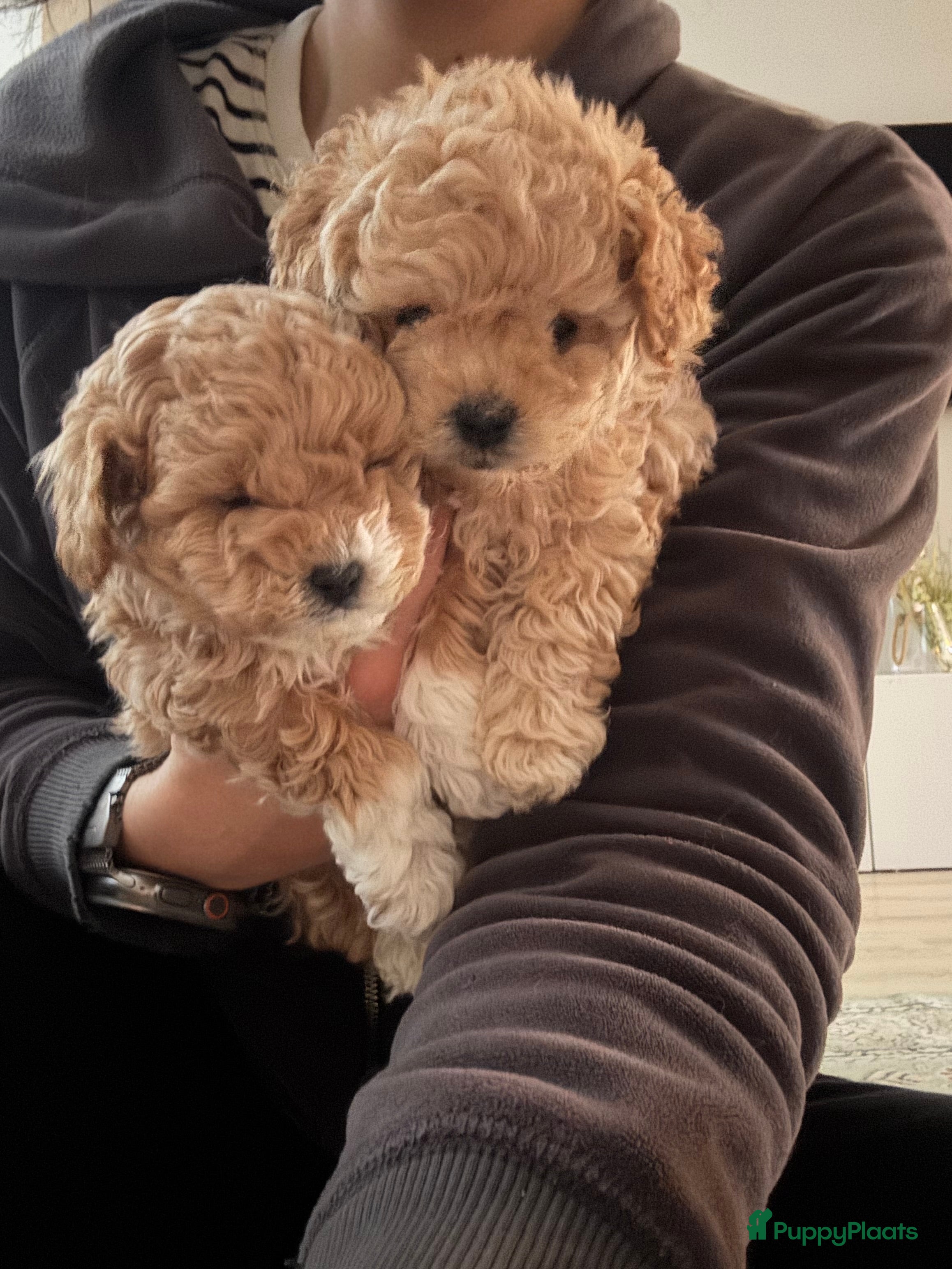 Poedel Toy honden Toy Poedel pups - Advertentie 4