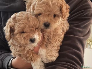 Poedel Toy honden Toy Poedel pups - Advertentie 1