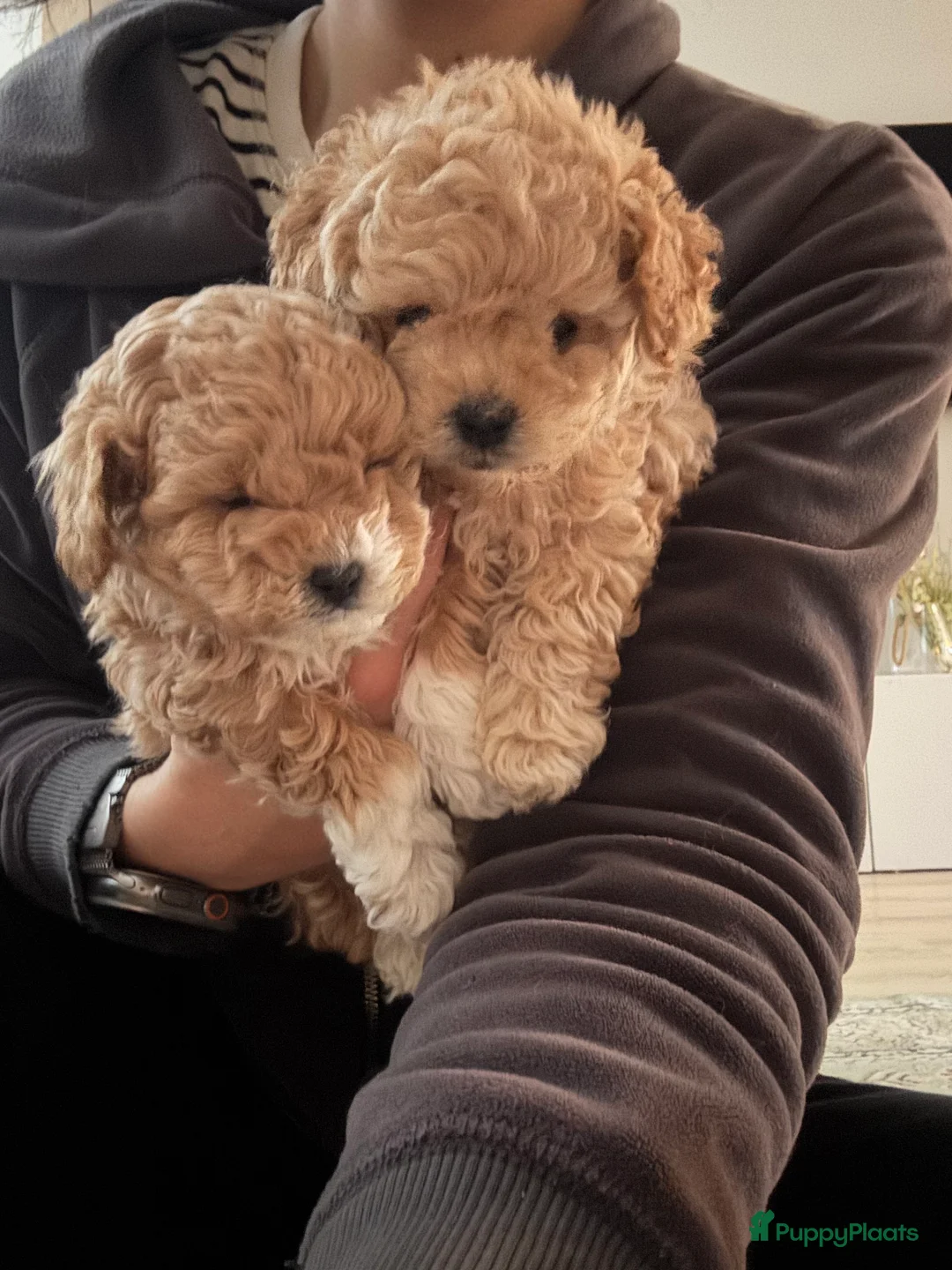 Poedel Toy honden te koop: Toy Poedel pups - Advertentie 1