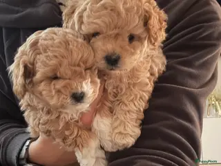 Poedel Toy honden Toy Poedel pups - Advertentie 4