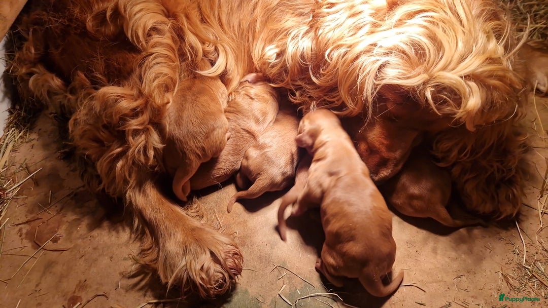 Cockapoo honden te koop: Cocka poo pups! - Advertentie 3