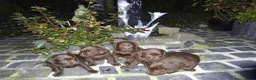 Labrador Retriever honden te koop: Zeer labrador pups ouder met stamboom  - Advertentie 2
