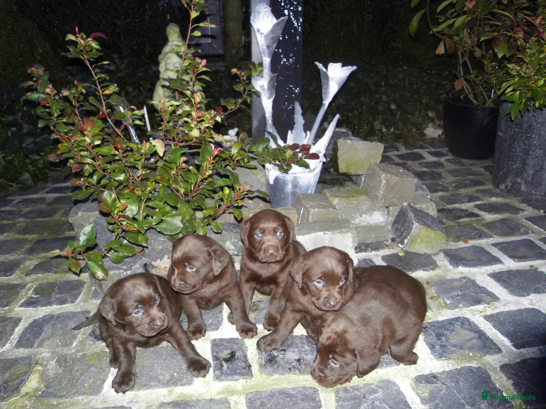 Labrador Retriever honden te koop: Zeer labrador pups ouder met stamboom  - Advertentie 2