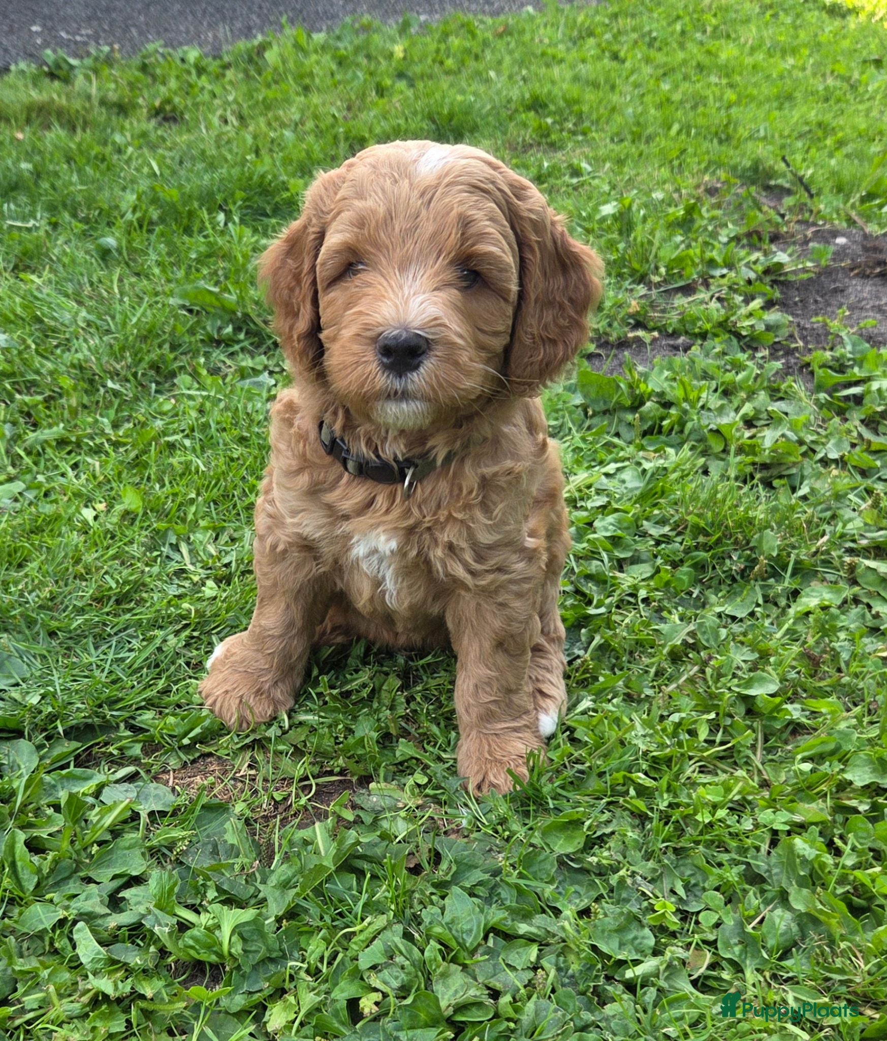 Kruising honden Labradoodle  - Advertentie 2