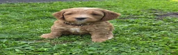 Kruising honden te koop: Labradoodle  in Boskoop - Advertentie 1